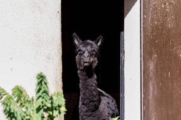 Porträt Eines Schwarzen Alpakas Das Der Tür Steht Arten Südamerikanischer — Stockfoto
