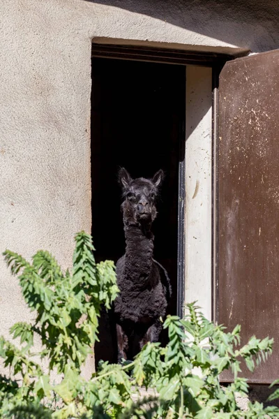 Portrait Black Alpaca Standing Door Species South American Camelid — Stock Photo, Image