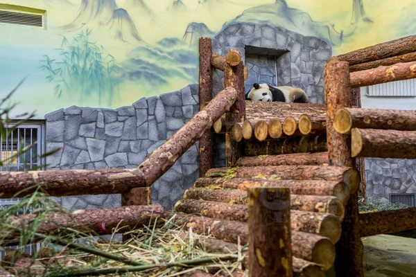 Portrét Obří Pandy Pojídáním Bambusu Pohled Boku Roztomilá Zvířata Číny — Stock fotografie