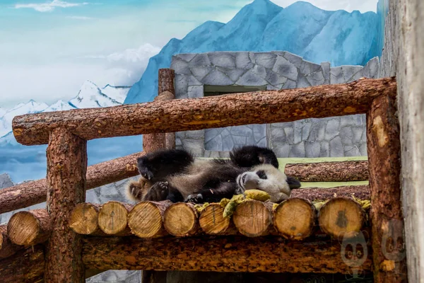 Gigantyczna Panda Leżąca Drewnianej Budowie Woskowego Grających Samych Cute Zwierząt — Zdjęcie stockowe