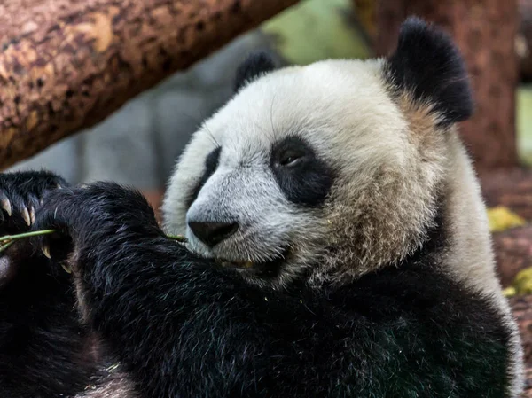 Porträt Des Bambus Fressenden Großen Pandas Seitenansicht Niedliche Tiere Aus — Stockfoto