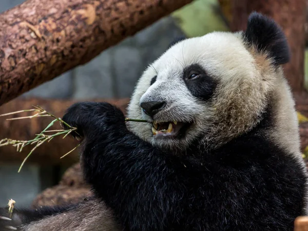 Porträt Des Bambus Fressenden Großen Pandas Seitenansicht Niedliche Tiere Aus — Stockfoto