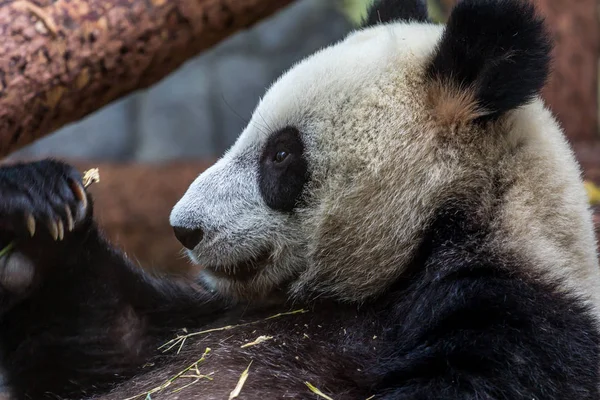 Portret Gigantycznej Panda Jedzenia Bambusa Widok Boku Cute Zwierząt Chinach — Zdjęcie stockowe