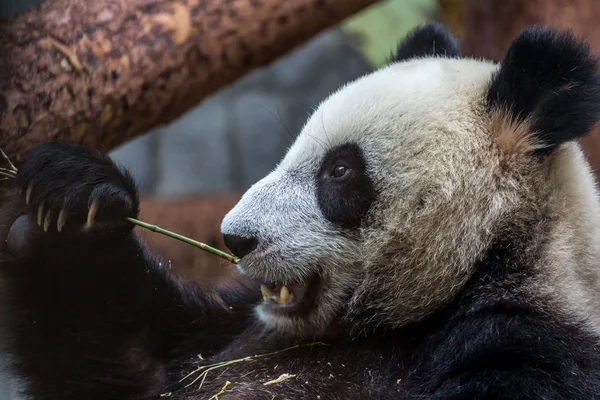 Retrato Panda Gigante Comiendo Bambú Vista Lateral Animales Lindos China — Foto de Stock