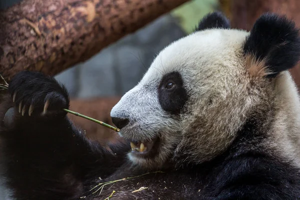 Portrait of giant panda eating bamboo, side view. Cute animals of China. Cute panda bear close up.