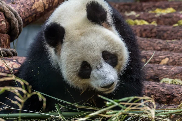 Portrait of giant panda eating bamboo, side view. Cute animals of China. Cute panda bear close up.