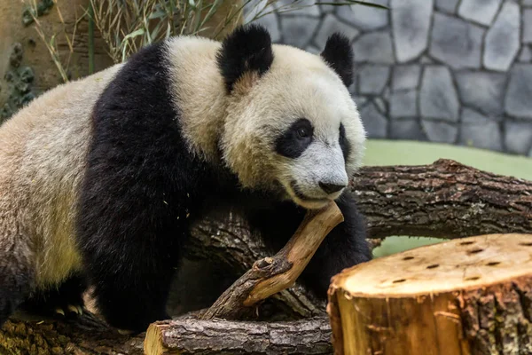 Retrato Panda Gigante Caminando Por Aviario Vista Frontal Animales Lindos — Foto de Stock