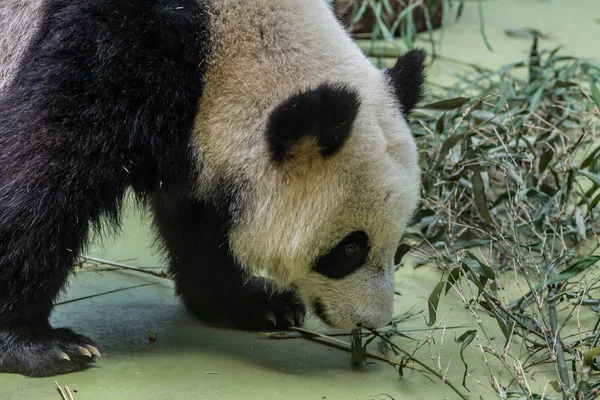 Porträt Des Großen Pandas Der Voliere Frontansicht Niedliche Tiere Aus — Stockfoto