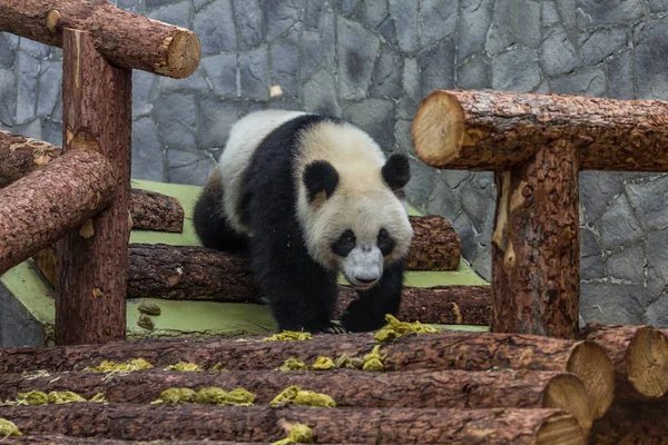 Портрет Гигантской Панды Прогуливающейся Птичнику Вид Спереди Милые Китайские Звери — стоковое фото