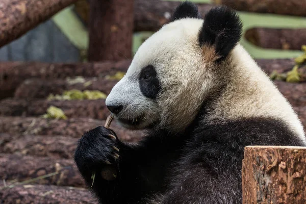 Porträt Des Bambus Fressenden Großen Pandas Seitenansicht Niedliche Tiere Aus — Stockfoto