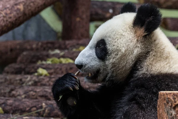 Portret Gigantycznej Panda Jedzenia Bambusa Widok Boku Cute Zwierząt Chinach — Zdjęcie stockowe