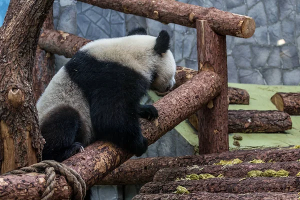 Panda Gigante Trepando Construcción Madera Aviario Animales Lindos China Lindo — Foto de Stock