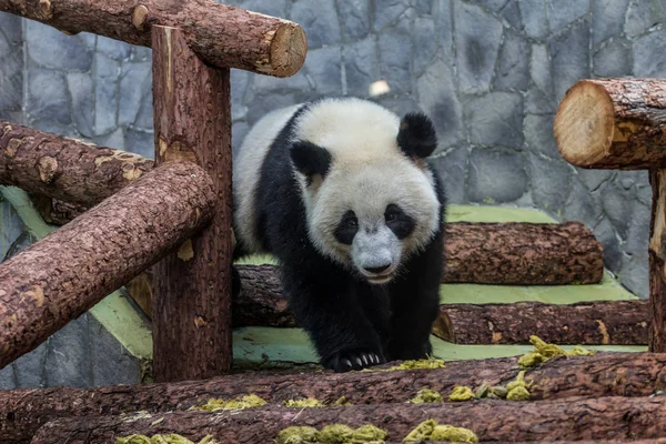Dev pandanın portresi etrafında yürürken, ön görünümü. Çin 'in sevimli hayvanları. Sevimli panda ayı yakın yukarı.