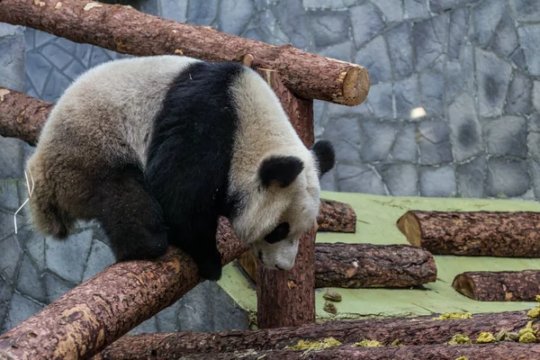 Ein Riesiger Panda Klettert Auf Der Holzkonstruktion Einer Voliere Niedliche — Stockfoto