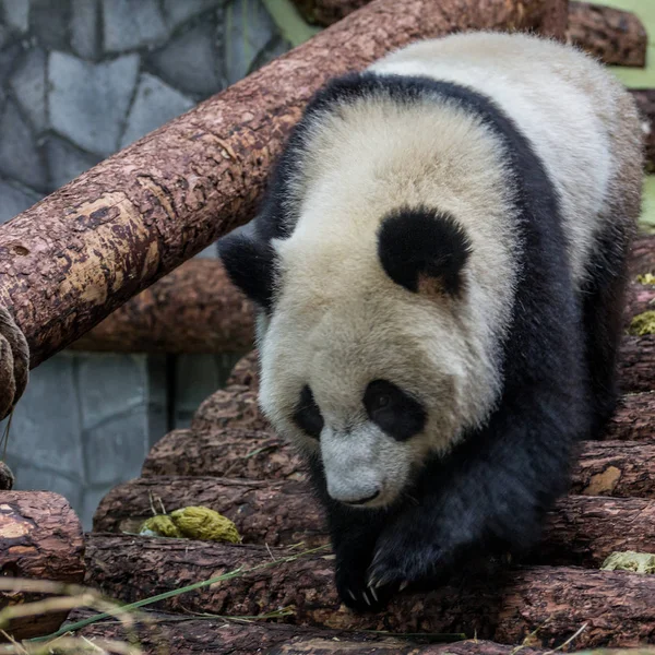 Porträt Des Großen Pandas Der Voliere Frontansicht Niedliche Tiere Aus — Stockfoto