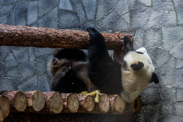 Gigantyczna Panda Leżąca Drewnianej Budowie Woskowego Grających Samych Cute Zwierząt — Zdjęcie stockowe