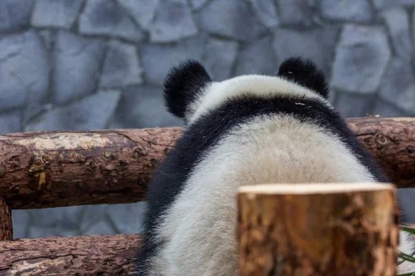 Rückansicht Des Großen Pandas Auf Der Holzkonstruktion Der Voliere Sitzend — Stockfoto