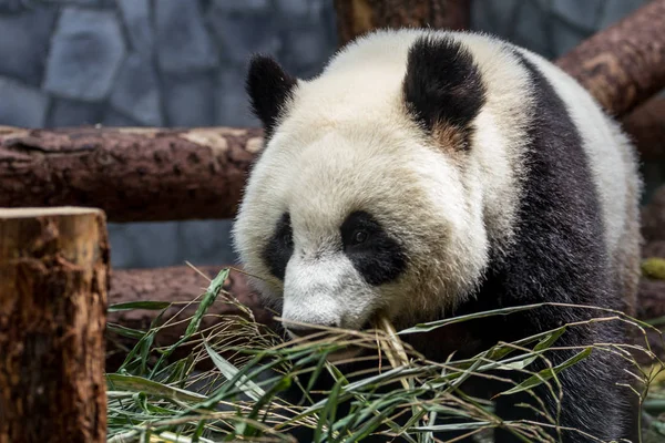 Porträt Des Bambus Fressenden Großen Pandas Seitenansicht Niedliche Tiere Aus — Stockfoto