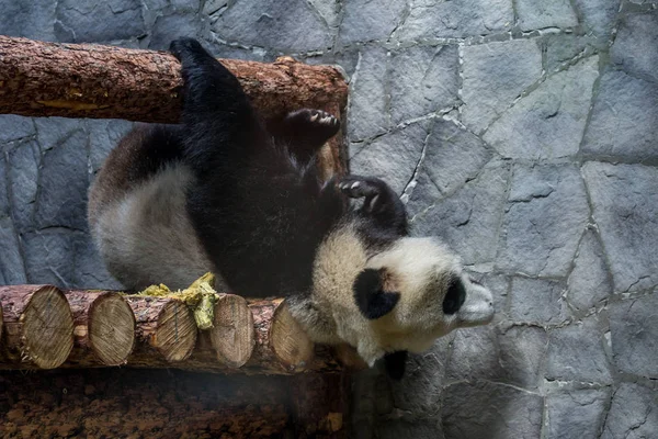 Ahşap inşaat üzerinde yatan dev bir Panda ve onu oynuyor. Çin 'in sevimli hayvanları. Sevimli aktif panda ayı yakın yukarı.