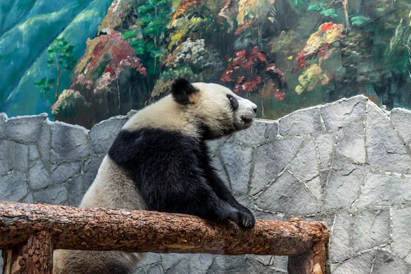 Dev bir panda, ahşap havasına tırmanıyor. Çin 'in sevimli hayvanları. Sevimli aktif panda ayı yakın yukarı.