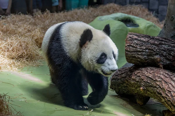Retrato Panda Gigante Caminando Por Aviario Vista Frontal Animales Lindos — Foto de Stock