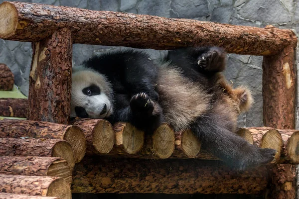 Panda Gigante Deitado Construção Madeira Aviário Jogando Bonitos Animais China — Fotografia de Stock