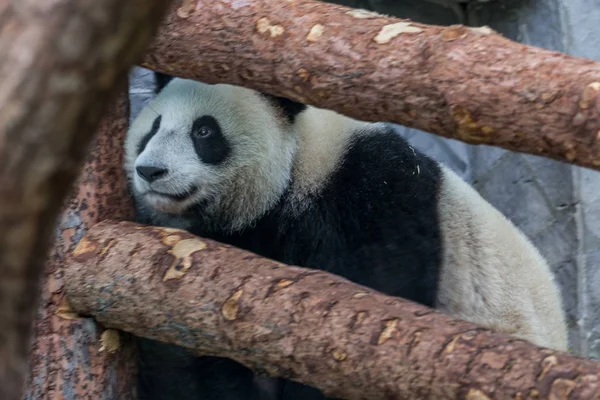 Ein Riesiger Panda Klettert Auf Der Holzkonstruktion Einer Voliere Niedliche — Stockfoto