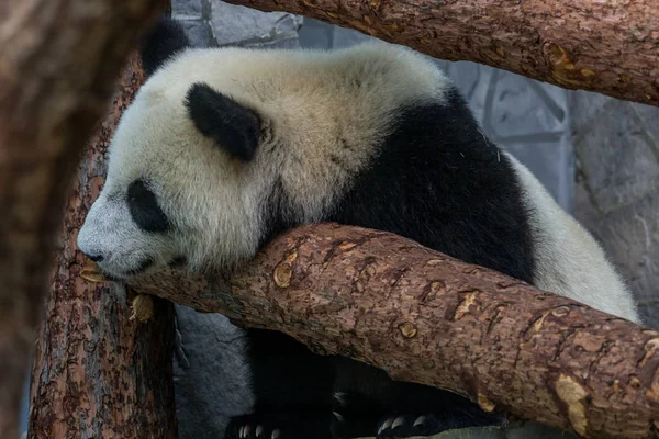 Ein Riesiger Panda Klettert Auf Der Holzkonstruktion Einer Voliere Niedliche — Stockfoto