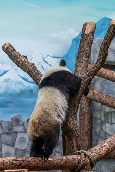 Ein Riesiger Panda Klettert Auf Der Holzkonstruktion Einer Voliere Niedliche — Stockfoto