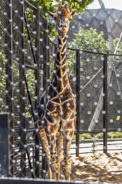 Zürafa hayvanat bahçesinde çit tarafından ayakta. Dünyanın en yüksek memelileri. Hayvanat bahçesinde Afrika hayvanları.