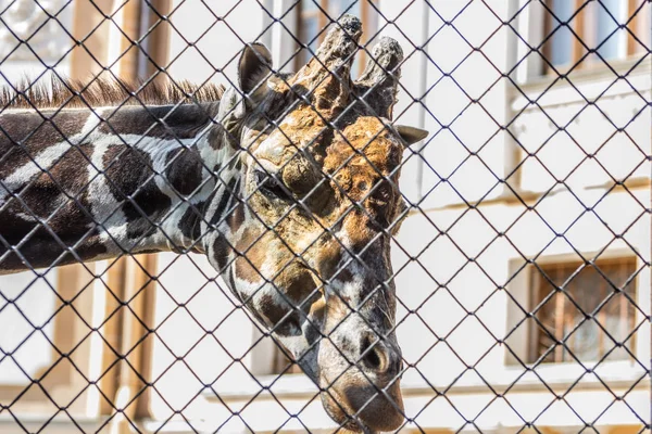 Hoofd Van Giraffe Staande Achter Het Hek Dierentuin Hoogste Zoogdieren — Stockfoto