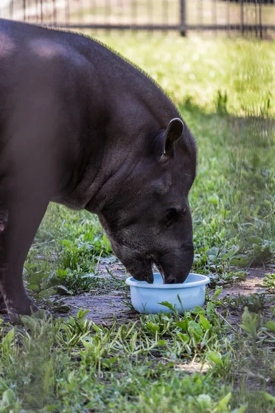 The South American tapir (Brazilian tapir, Amazonian tapir) eating food. Cute and funny animals of the world. American animals, side view.