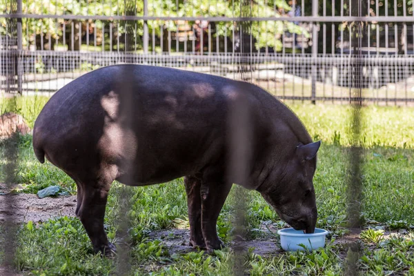 The South American tapir (Brazilian tapir, Amazonian tapir) eating food. Cute and funny animals of the world. American animals, side view.