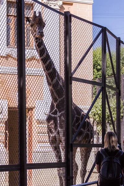 2019 Moskva Ryssland Turister Och Giraff Stående Vid Staketet Djurparken — Stockfoto