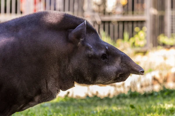 Portrait of the South American tapir (Brazilian tapir, Amazonian tapir) close up. Cute and funny animals of the world. American animals, side view.