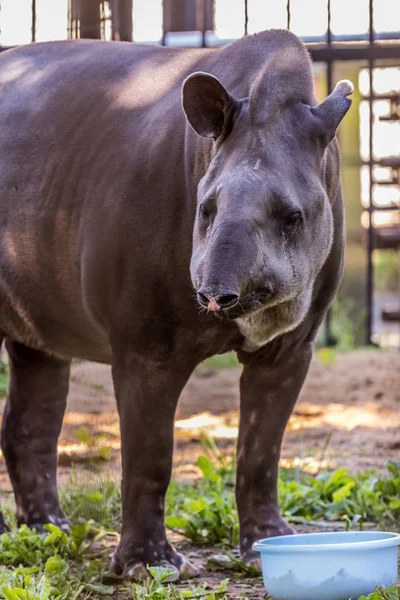 The South American tapir (Brazilian tapir, Amazonian tapir) close up. Cute and funny animals of the world. American animals.