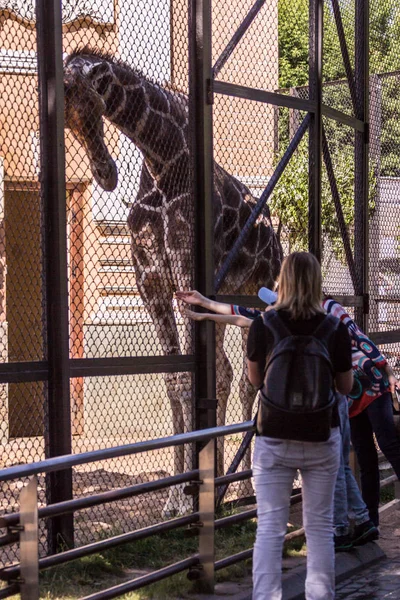 2019 Moskva Ryssland Turister Och Giraff Stående Vid Staketet Djurparken — Stockfoto