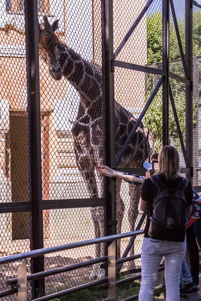 2019 Moskva Ryssland Turister Och Giraff Stående Vid Staketet Djurparken — Stockfoto