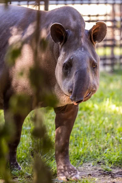 Güney Amerika tapir (Brezilyalı tapir, Amazon tapir) yakın yukarı. Dünyanın sevimli ve komik hayvanları. Amerikan hayvanları.
