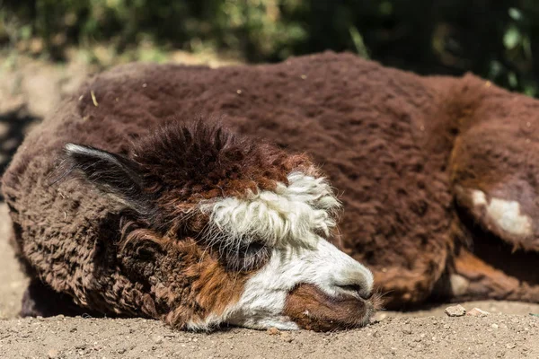 Braunes Alpaka Auf Dem Sand Liegend Amerikanische Tiere Zoo Huftiere — Stockfoto