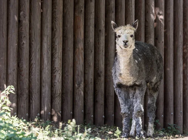 Retrato Alpaca Gris Cerca Valla Especie Camélido Sudamericano — Foto de Stock