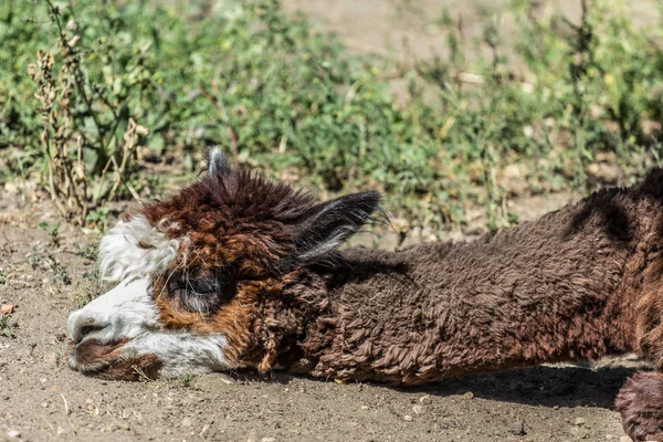 Braunes Alpaka Auf Dem Sand Liegend Amerikanische Tiere Zoo Huftiere — Stockfoto