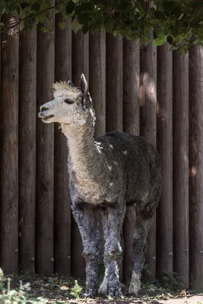 Portrait Grey Alpaca Close Standing Fence Species South American Camelid — Stock Photo, Image