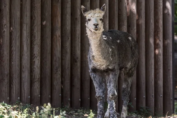 Retrato Alpaca Gris Cerca Valla Especie Camélido Sudamericano — Foto de Stock