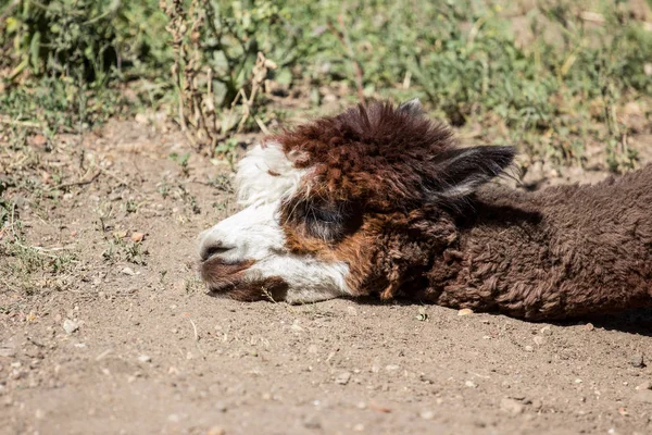 Braunes Alpaka Auf Dem Sand Liegend Amerikanische Tiere Zoo Huftiere — Stockfoto