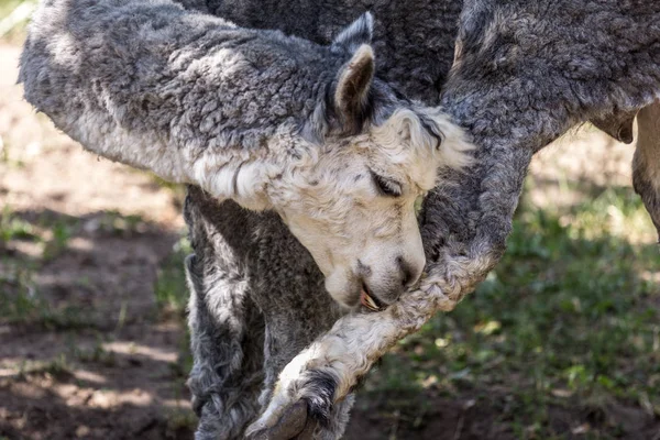 Porträtt Grå Alpacka Närbild Sidovy Arter Sydamerikanska Camelid Alpacka Rengöring — Stockfoto