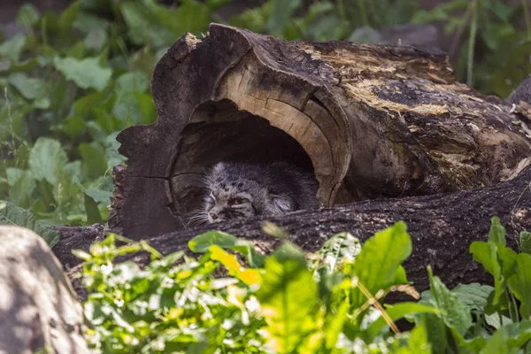 Gato Pallas Manul Escondido Hueco Del Árbol Hierba Gato Salvaje — Foto de Stock