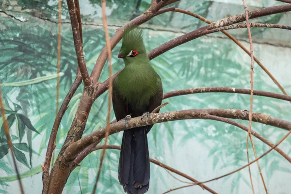 Seul Turaco Sur Branche Beaux Oiseaux Monde Oiseaux Africains — Photo