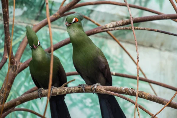 Couple of turaco on the branch. Beautiful birds of the world. African birds.