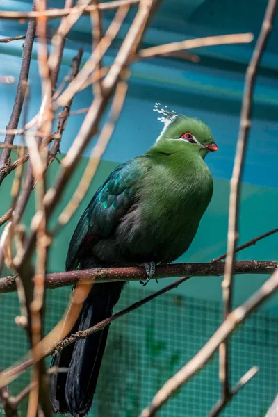 Der Turaco Auf Den Ästen Schöne Vögel Der Welt — Stockfoto